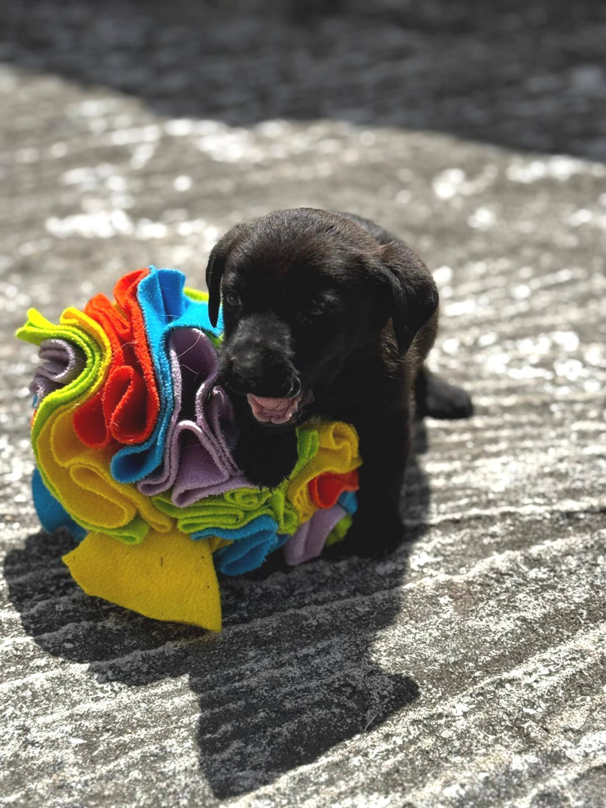 Chiens à adopter